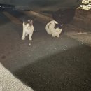 새벽꼬꼬 닭 땡기는 날 이미지