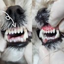 김 S 동물병원 이미지