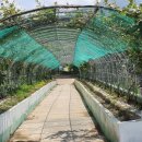 석대천대송교 이미지