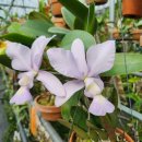 Cattleya nobilior coerulea ×sib('Pledge' × 'Dona Blue') 이미지