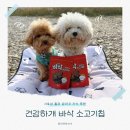 맛있개 건강하개 | 강아지 간식 추천 | 한 입에 바삭! 건강하개 소고기칩 솔직 후기