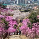 4월20일(토) 부천 원미산 진달래꽃 보러 갑니다 이미지