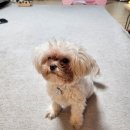 도리앤펫 이미지