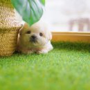 함께 있어줄개 | 파주 애견 분양 {함께있어줄개}