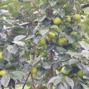 김준식농장 이미지