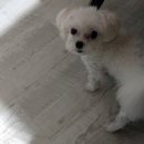 일성