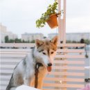 애견종합동물병원 이미지