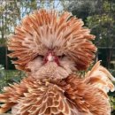 Buff Laced Polish-매우 희귀한 품종의 닭 이미지