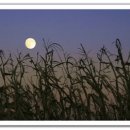 솔방울민박 이미지