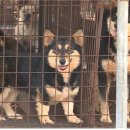 백인농장 이미지