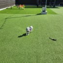 놀고가개 이미지