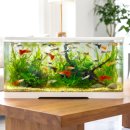 구피 | 구피 어항 교체 후기｜리비아쿠아 안깨지는 어항 내돈내산