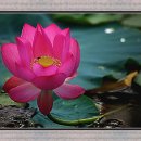 진주 강주연못의 아름다운 연꽃﻿ 이미지