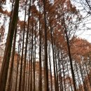 장태산휴양림 이미지