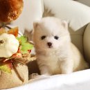 이쁜 댕댕이 이미지