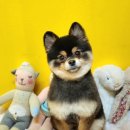 동그리펫 이미지