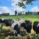 한성목장 이미지