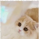 나비야 cat 이미지