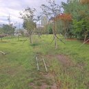 완충녹지10호 이미지