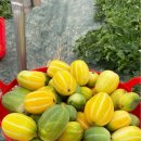 중열농장 이미지