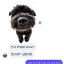 댕댕스토리 | 5월 깜디 육아일기(하)/ 강아지 장난감/독슬로 댕댕펀치/왕코 배경화면