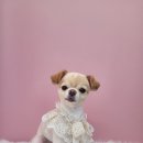 이쁘개 애견샵 이미지