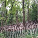 위경화농장 | 유기농 백화고 흑화고 화고차 최대할인 세트 구매시 5천원 더 추가 할인(한정 판매)