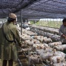 창녕농장 이미지