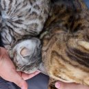 고양이살롱앤카페 이미지