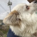 헵시바 힐링센터 | 청주 유기견 봉사 : 청주반려동물보호센터 (신청방법 有)