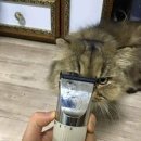 미용천하 Daum카페