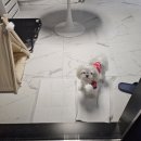 썬웨이 어드벤처 글램핑하우스 | 전남애견동반펜션 썬웨이어드벤처글램핑하우스 분위기좋은 글램핑