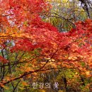 힐링야생화 - 구미시 산호대로 1235-1 | 힐링야생화