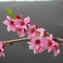 산골복숭아농장 이미지