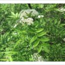 백초(여) 이미지