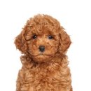 재미있는 중국어 이미지