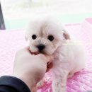 내품안의 반려견 김포점 이미지