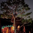 세종이마트 버스정류장 | [축제] 2025 2월 세종 축제 영평사 ‘낙화축제’ 후기 (🔥절망편이 될뻔한 feat. 이마트 주차)