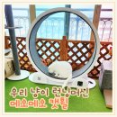 메오메오 | 메오메오 저소음 캣휠 사용 후기! 층간 소음 걱정 없는 고양이 런닝머신