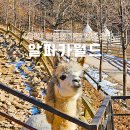 강원도 홍천 아이와 가볼만한곳 알파카월드 할인 및 프로그램