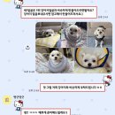 빵긋댕긋 네이버블로그