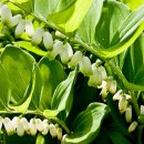 초록세상 이미지