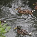 오리나들이 이미지