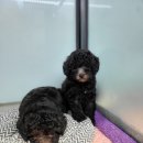 아리랑밸리켄넬 이미지