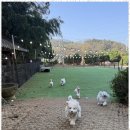 힐링애견샵 | 경주애견유치원 자연 속에서 반려견과 힐링하는 특별한 하루