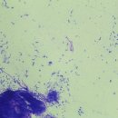 판교포레동물병원 이미지