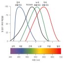 2018 생물A 12번 (서술형) - [생리, 감각] 사람 망막의 시각 세포, 빛 흡수 스펙트럼 이미지