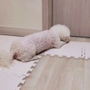 올바른 반려견 보호자 교육 | 부산 반려견 훈련사 상담 후 보호자들이 가장 먼저 하는 말