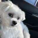 바오도그 이미지