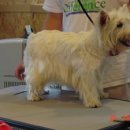 화이트그루밍 이미지